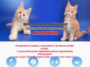 Питомник котят мейн-кун в Екатеринбурге