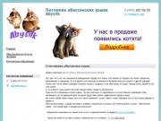 Питомник абиссинских кошек в Самаре Abysilk (Абисилк) | Продажа абиссинских котят в Самаре