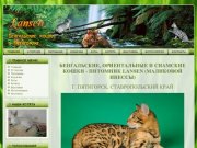 Бенгальские кошки, донские сфинксы в Пятигорске (питомник Lansen Маликовой Инессы)