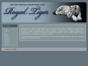 Royal Tiger - cattery british shorthair cats