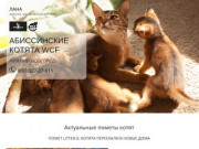 Абиссинские котята WCF в Нижнем Новгороде