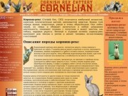 Сайт кошек и котят породы Корниш-рекс и питомника Cornelian