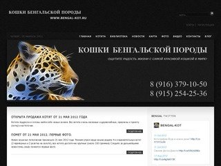 Бенгальская кошка, котята породы БЕНГАЛ