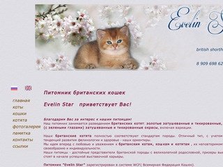 Британские котята золотого и серебристого окраса, Evelin Star - питомник британских кошек