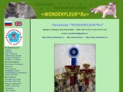 . Питомник британских кошек Wonderfleur*Ru