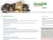 Кошки и Котята Новосибирска. Продажа и покупка котят. Клубы и питомники Новосибирска