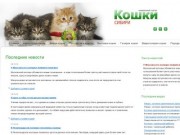 Кошки и Котята Красноярск и Сибири. Бездомные животные. Продажа и покупка котят