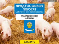 Купить поросят, молочных, маленьких, живых, мясных пород на откорм в Астрахани и области