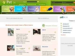 Домашние животные в Ярославле: продажа животных, дарение, вязка