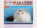 ASAKURA - питомник персидских кошек.