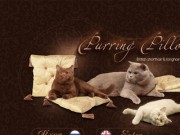 Британские котята в Вологде. Питомник британских кошек Purring Pillows