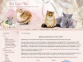 Услуги питомника британских короткошерстных кошек, котов и котят  Bri Tany г. Санкт-Петербург