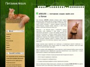 ARSURI – питомник кошек мейн-кун в Перми