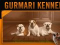 GURMARI BULLDOGS KENNEL.Английские бульдоги и шпицы в Екатеринбурге