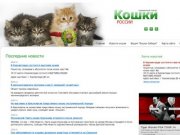Кошки и котята Курска. Продажа и покупка котят в Курске. Клубы и питомники Курска.