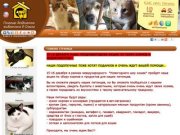 Помощь бездомным животным в Омске