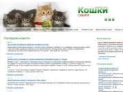 Кошки и Котята Красноярск и Сибири. Бездомные животные. Продажа и покупка котят
