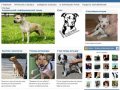 Амстафф | Собаки в Омске в дар: породы собак, бесплатные объявления