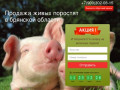 Купить поросят, молочных, маленьких, живых, мясных пород на откорм в Брянске и области