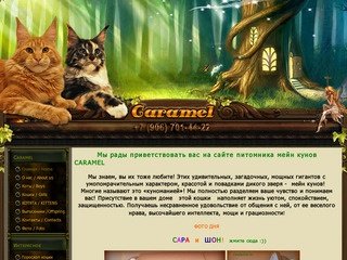 CARAMEL | Питомник элитных кошек породы мейн-кун в Москве. - CARAMEL 