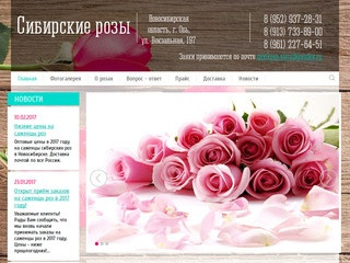 Дешевые САЖЕНЦЫ РОЗ | цена оптом в Новосибирске | купить в интернет магазине с доставкой почтой