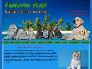 Ostrov Cat Питомник шотландских кошек и котят Нижний Тагил