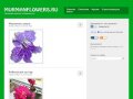 Продажа комнатных цветов в Мурманске