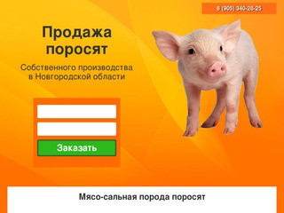 Купить поросят, молочных, маленьких, живых, мясных пород на откорм в Новгороде и области
