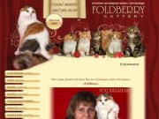 FOLDBERRY - питомник шотландских кошек, г.Екатеринбург