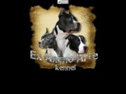 Ex Animo Arte kennel - американский стаффордширский терьер в Самаре