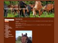 Аренда лошадей в Самаре