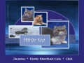 "White Sea" - питомник кошек в Северодвинске
