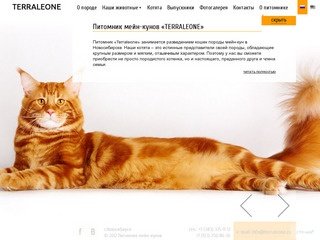 Питомник мейн-кунов TERRALEONE в Новосибирске