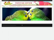 Купить попугая в городе Красноярск, оптовая продажа попугаев в Красноярске