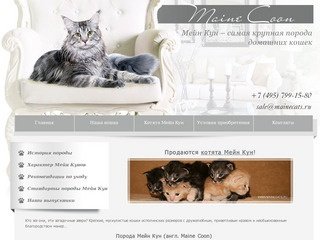 Мейн Кун, Maine Coon, кошка Мейн Кун, Москва