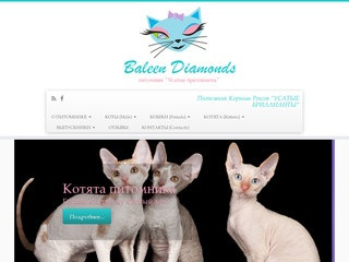 Котята Корниш Рекс от питомника Baleen Diamonds