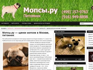Мопсы.ру - щенки мопса в московском питомнике