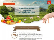 Купить поросят, молочных, маленьких, живых, мясных пород на откорм в Перми и Пермском крае
