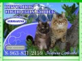 Питомник "Сибирских кошек" Петропавловск-Камчатский