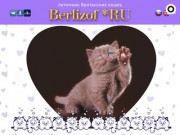 Питомник британских кошек Berlizof*RU в Санкт-Петербурге