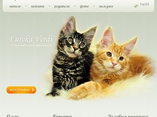 Котята мейн-кун в Красноярске