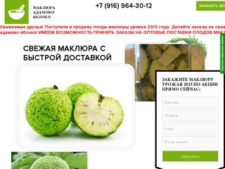 Маклюра/Адамово Яблоко-плоды настойка паста купить в Москве