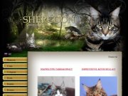 Shercoon - питомник кошек породы мэйн-кун (Мейн-кун, мейн кун) г. Пермь