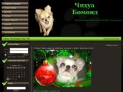 Новосибирский питомник "Чихуа Бомонд"