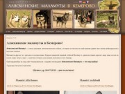 Аляскинские маламуты в Кемерово!
