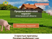 Купить поросят, молочных, маленьких, живых, мясных пород на откорм в Костроме и области