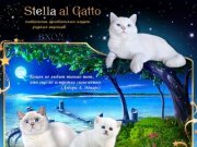 Питомник британских кошек Stella al Gatto