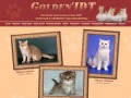 Golden'IDT - питомник британских кошек BKH. Золотые и серебристые шиншиллы. Котята, Липецк