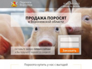 Купить поросят, молочных, маленьких, живых, мясных пород на откорм в Воронеже и области