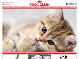 Интернет-магазин официального дилера компании «Royal-Canin» ООО «Маркет плюс» в Саратове